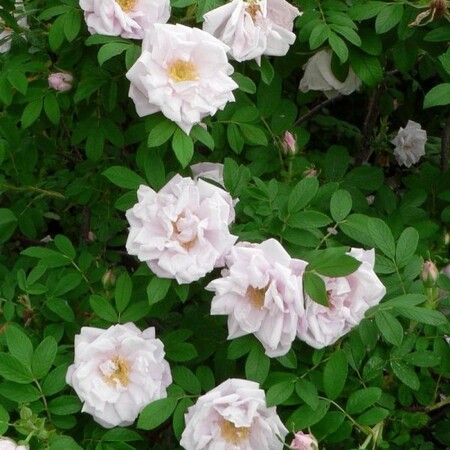 Роза канадская 'Шнеекоппе' (С5)