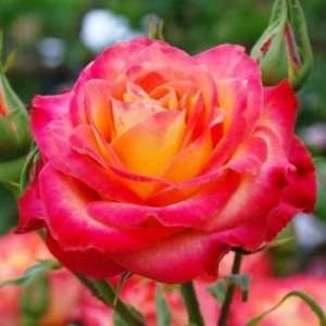 Роза флорибунда 'Алинка'