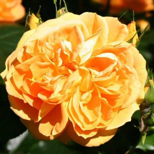 Роза флорибунда 'Бернштайн розе' / 'Балерина'
