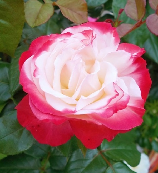 Роза чайно-гибридная 'Ностальжи' / 'Сентимент'