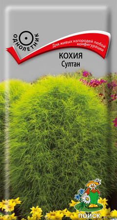 Кохия Султан, 0,1г Поиск