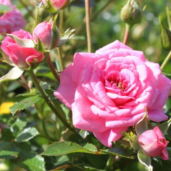 Плетистые розы как украшение сада: особенности выращивания: новости, розы, цветы, сад, сад и огород