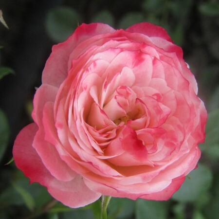 Роза миниатюрная 'Тини Вини' (С6)
