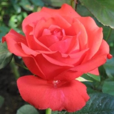 Роза чайно-гибридная 'Холштейнперл' (С6)