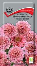 Скабиоза тёмно-пурпурная Лососево-розовая, 0,2г Поиск